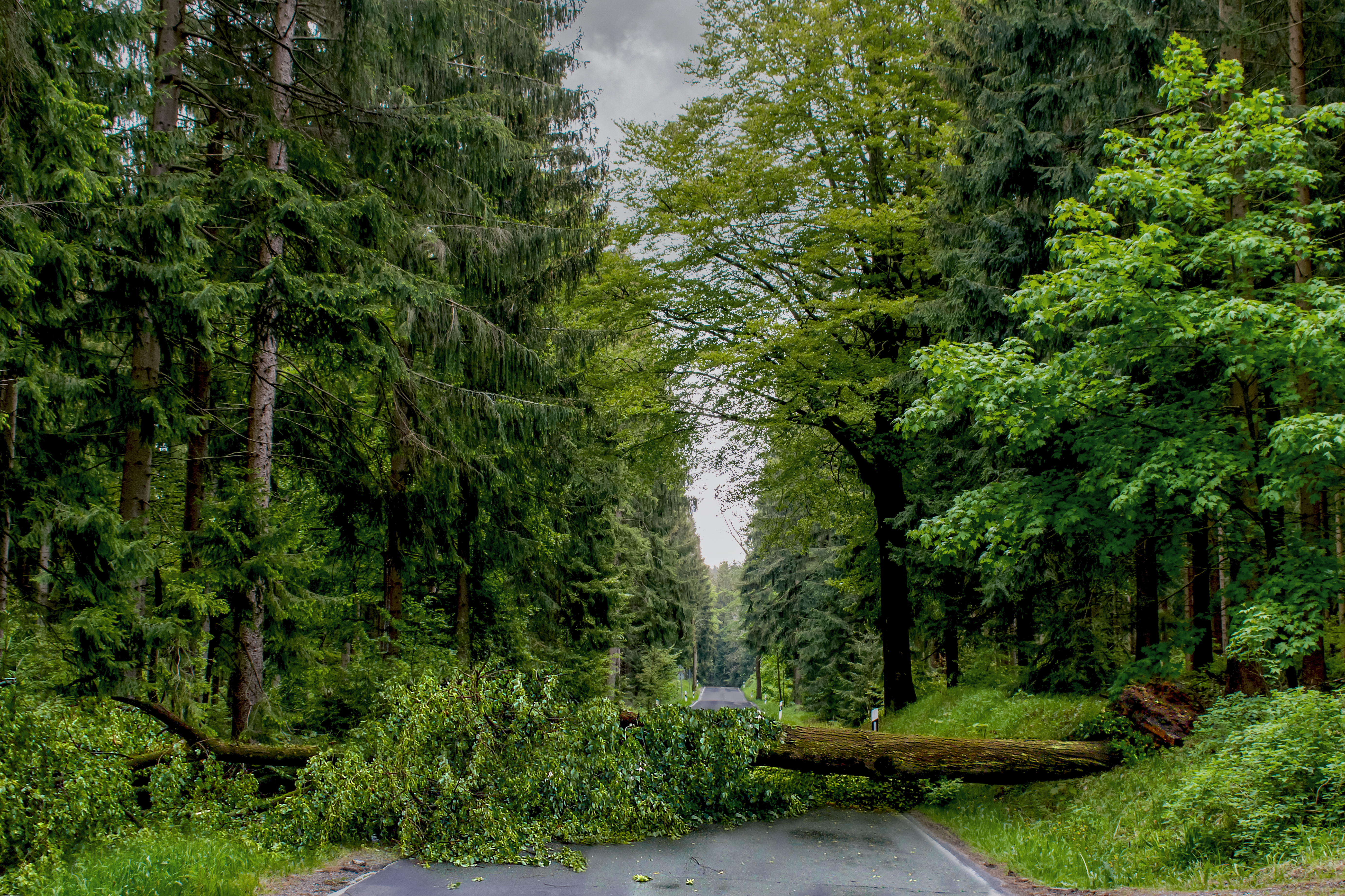 Einsatzlage: Baum auf Fahrbahn