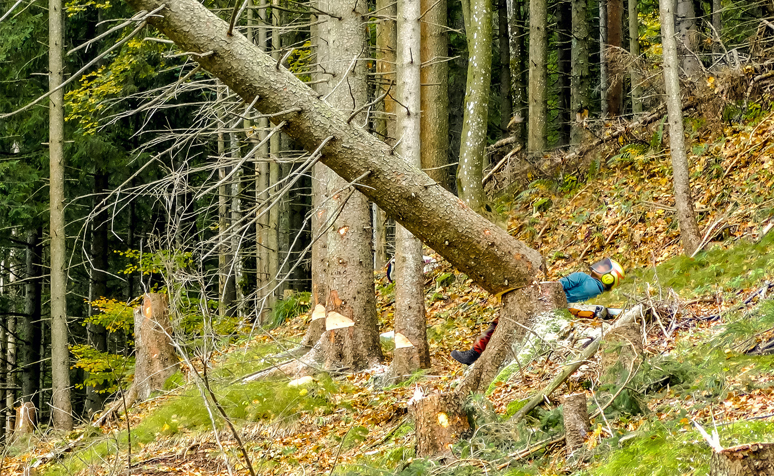 Einsatzlage: Baum auf Fahrbahn